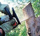 How Our Tree Care Process Works  in  Chillicothe, MO