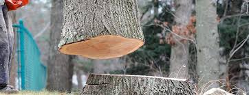 Chillicothe, MO Tree Care Company