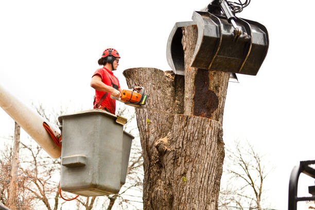 Tree and Shrub Care in Chillicothe, MO